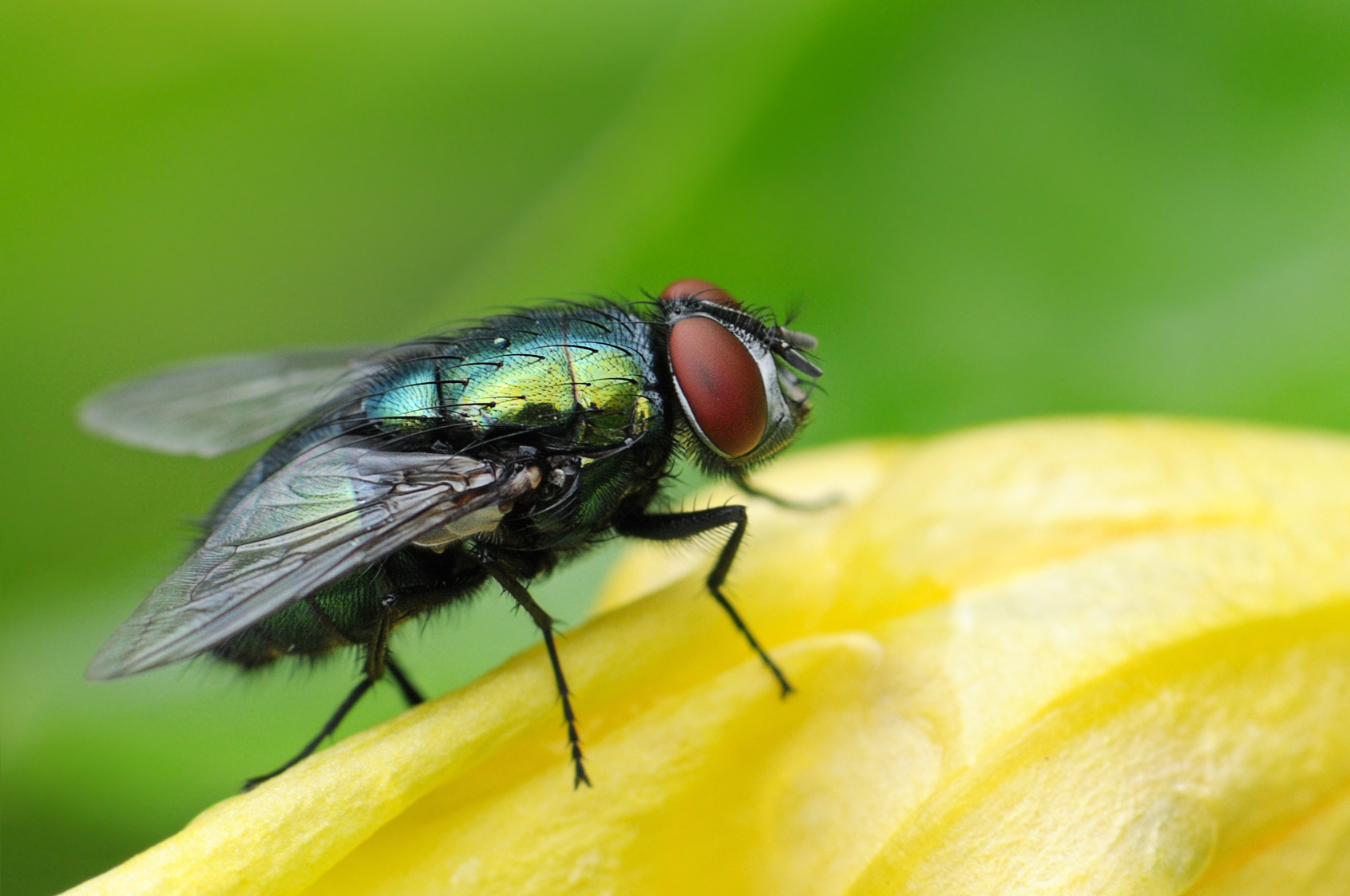 Fliegen aus der Wohnung fernhalten - Hausmittel