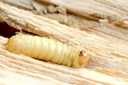 Holzwurm