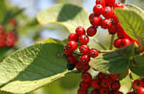 Vogelbeeren am Baum