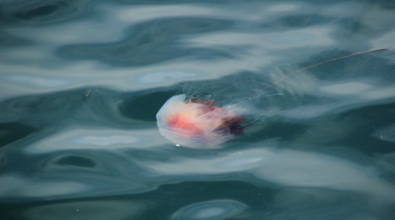 Feuerqualle im Meer