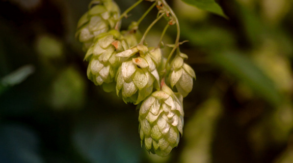 Hopfen