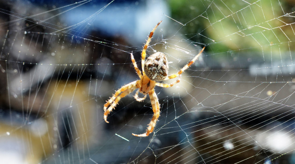 Spinne vor dem Fenster